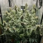Насіння конопель Cookie Casket від Barney's Farm